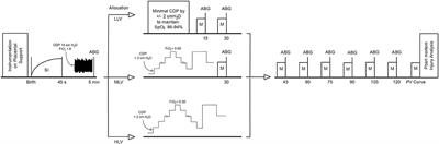 Lung Recruitment Strategies During High Frequency Oscillatory Ventilation in Preterm Lambs